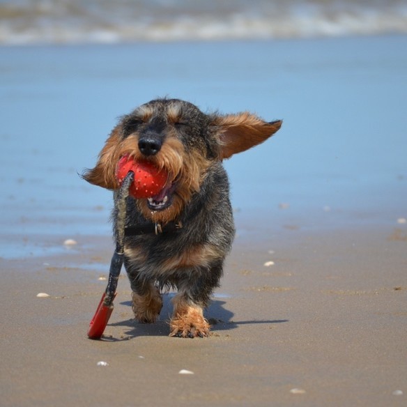 Teckel à poil dur court sur la plage tenant une balle rouge par Guide Teckel