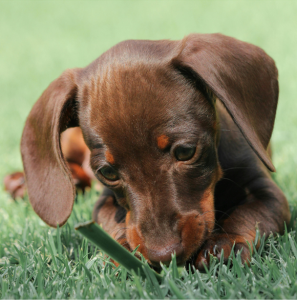 chiot teckel marron couché dans l'herbe par guide teckel